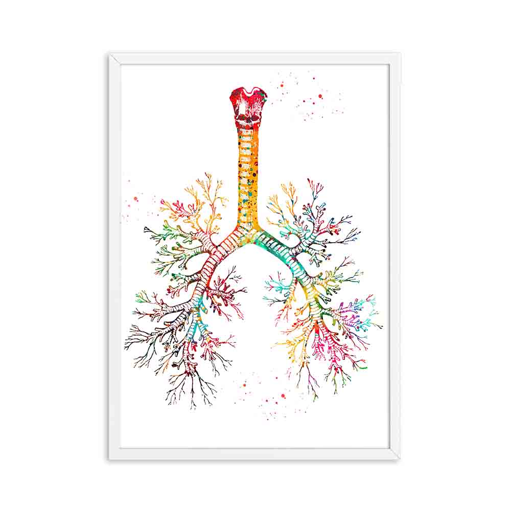 Arthia Designs - Colorful Human Anatomy Canvas Art - Review