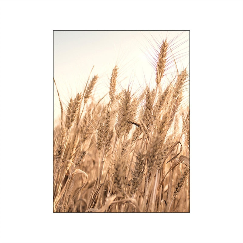 Arthia Designs - Autumn Sunlight Paddy Field Canvas Art - Review